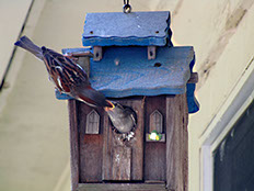 original photo of a birdhouse by Herb Rosenfield of the AFCCenter of Cheshire, CT.