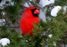 original cardinal photo by Herb Rosenfield of the AFCCenter of Cheshire and Danbury, CT