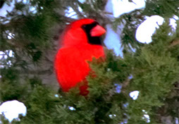 Original photo of a red cardinal  by Herb Rosenfield of the AFCCenter of Cheshire, CT.